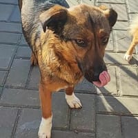 CLEA, chienne à adopter