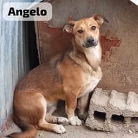 ANGELO, chien à adopter