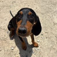 marley, chien à adopter