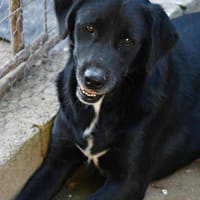 MELO, chien à adopter