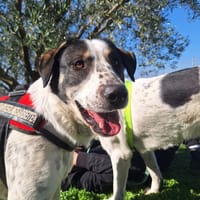 adam, chien à adopter