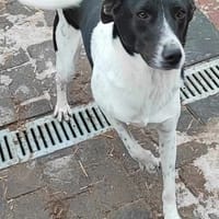 TROPICO, chien à adopter
