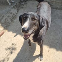 angel, chien à adopter