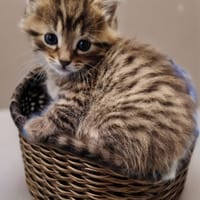 Sylphide et Aeros, chat à adopter