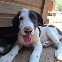 River, chien à adopter