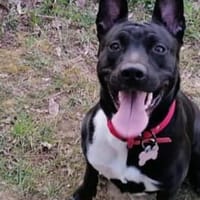 NAIA, chienne à adopter