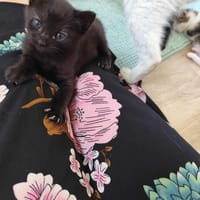 Hanoï, chat à adopter