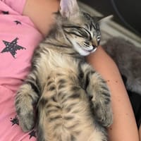 MARLEY, chat à adopter