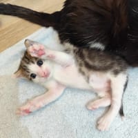 Hannong, chat à adopter