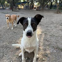 Johnny, chien à adopter