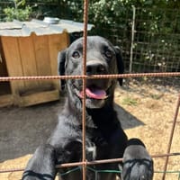BLACK, chien à adopter