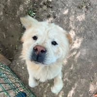 BALU, chien à adopter