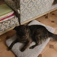 JADE, chienne à adopter