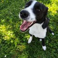 CHOUPIE, chienne à adopter