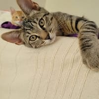 TIGROU, chat à adopter