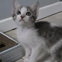 LÉLIA, chatte à adopter