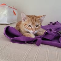 ROUKY, chat à adopter