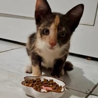 Maddy, femelle croisée européen, née le 05/06/2025 🐱, chienne à adopter