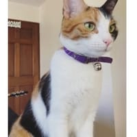 MOYA, chatte à adopter