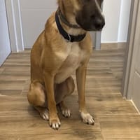 MAYA, chienne à adopter