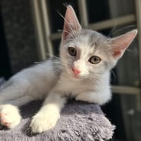 ÉOWYN, chatte à adopter