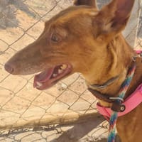 ABEL (Maria), chien à adopter