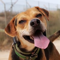 MANU (Maria), chien à adopter