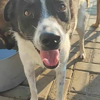 HOPE, chien à adopter