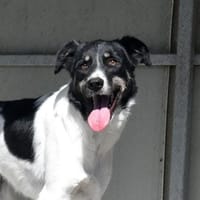 VICTORIA, chienne à adopter