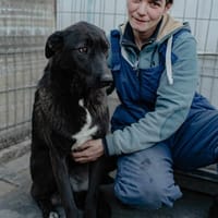 MOOREA, chienne à adopter
