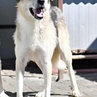 IPSO, chien à adopter