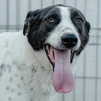 KORO, chien à adopter