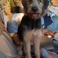 VIRGULE, chienne à adopter