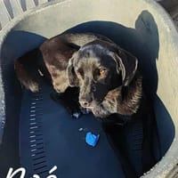 NOE, chien à adopter