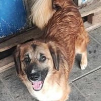 LOUKI, chien à adopter