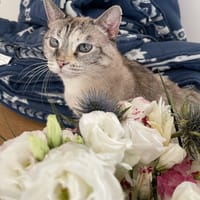 Alizée, chatte à adopter