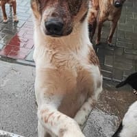 FIDJI, chien à adopter