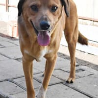 EROS, chien à adopter