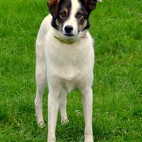 GUCCI, chien à adopter