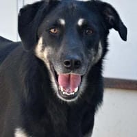 MICKEY, chien à adopter