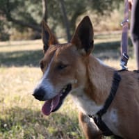 SELVA, chienne à adopter