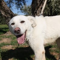 BOHEMIA, chienne à adopter