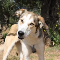 YARIS, chienne à adopter