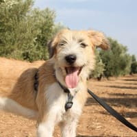 ARES, chien à adopter