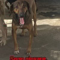 Bosco, gatto da adottare