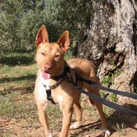BROWI, chien à adopter