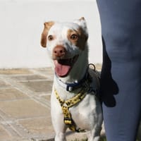 CHICO, chien à adopter