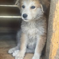 zelia, cane femmina da adottare