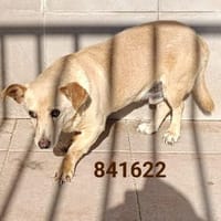 Piccolo, cane da adottare