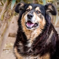 jack, cane da adottare